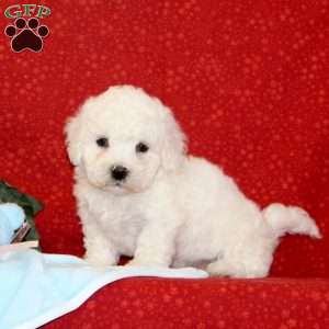 Walnut, Bichon Frise Puppy